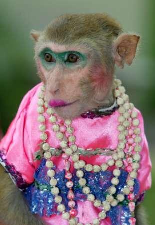 monkey in makeup