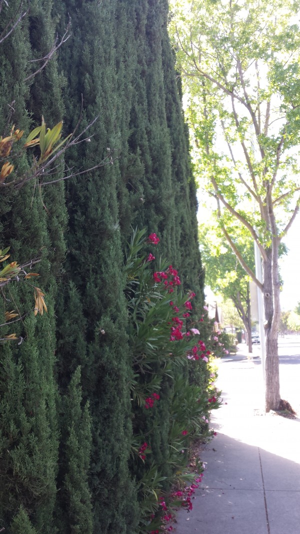 Mountain View Flowers